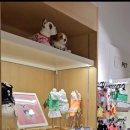 안젤라펫 이미지