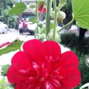 빨강 겹접시꽃씨앗 나눔해요 이미지