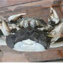 하천(금강2) 이미지