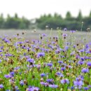 국화목장 이미지