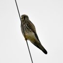 호곡리의 황조롱이(Common kestrel) 이미지