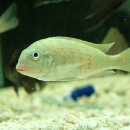 디스커스코리아 이미지