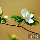노방(안노방) 이미지