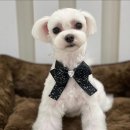 그루밍독 연구소 이미지