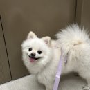 체크업동물병원 이미지