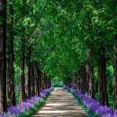 우로지생태공원 공중화장실 | 영천 우로지 자연생태공원 맥문동 명소 | 도심 속에서 만나는 보랏빛 힐링