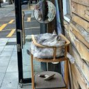 은골로 | 9월 14일 서울월드컵경기장 FC서울 vs 대전 하나 시티즌 동측지정석 직관 후기 (feat. 린가드 멋있다!)