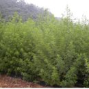 P-6707 Daum카페