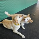 불리빌로우코리아센터 이미지