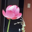 삼세불 합장 참회기도 회향발원... 이미지