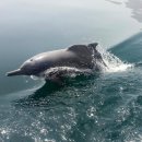 포유동물綱 - 고래目 - 돌고래科 - 아프리카돌고래 이미지