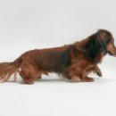 단독 dandog 이미지