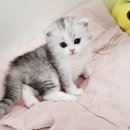 율하냥카페