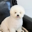 새마을금고 건너편 | 의정부중앙역 애견미용 후기 부빗부빗 꼼꼼한 실력에 반했어요