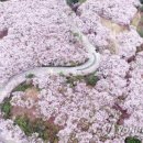 부산 황령산 벚꽃길 이미지