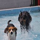 썸바디 독스 | 🐶[유치원 댕맘후기] 썸바디독스 하지석동점 애견유치원 물놀이터, 우리 애들도 인싸견 등극!🐶