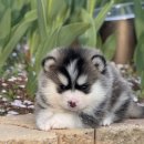 김해 강아지분양 베베몽 | 김해강아지분양, 방문하고 믿음이 생긴 이유