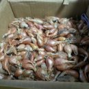 주미 농장 이미지