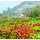 하화도 꽃섬길 이미지