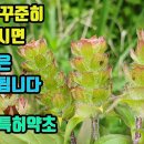 꿀풀-특허받은 항암약초! 검증된 항암약초로 항암 억제력 75%, 혈관이 튼튼해지고 간기능도 좋아진다 조회수 2만회 2년 전 이미지