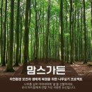 MOM’S GARDEN 이미지