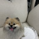 브랜드먼트 | 말랑먼트 강아지방석 후기 디자인과 실용성 모두 만족