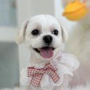 마이뭉 | 마산 애견 미용 &#39;마이뭉&#39; 말티즈 미용 후기