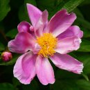 모란파크 이미지