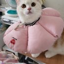 모찌냥 티스토리