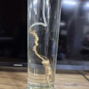 고산산삼주 이미지