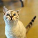 고양이카페38.5 이미지