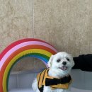 슈슈풀빌라 이미지