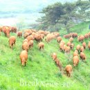 한우세상 이미지