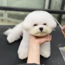 몽모드펫 이미지