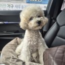 제제펫 | [광주 강아지 택시] 강아지 이동 고민 끝! 춘봉이도 애용하는 무브펫 이용기