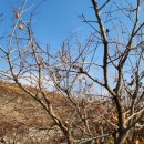 장속농장 | 맛있는 대봉감의 효능과 홍시 연시 숙성(후숙) 하기