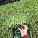 풍년농약 종묘사 이미지