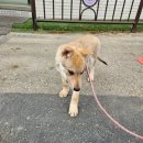 할리켄넬 이미지