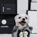 나랑애견유치원 이미지