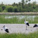 서산버드랜드, 2월 산란 황새 성체 되어 떠날 준비 중(김면수의 정치토크) 이미지