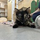 꼬꼬센타 이미지