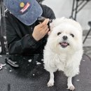 수 애견미용 이미지
