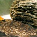 황쏘가리 이미지