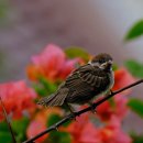 이부자생고기 이미지