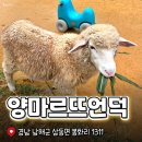두평목장 | 남해 가볼 만한 곳 양떼목장 양마르뜨언덕 방문 후기