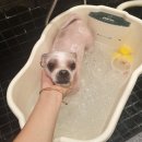 그루펫 이미지
