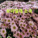 3차 국화 소국7종 모종 시리즈 판매=＞1.2차 소국과 다른 품종들 이미지