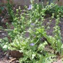 치커리(chicory) 이미지