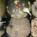 토마토피자 이미지