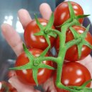 도경농장 이미지